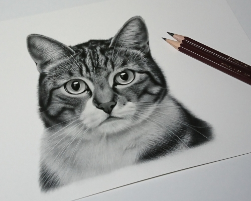 オンライン鉛筆画教室モチーフ、猫